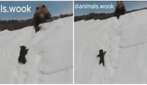 VÍDEO: piloto de drone assusta ursa e filhote quase despenca de montanha