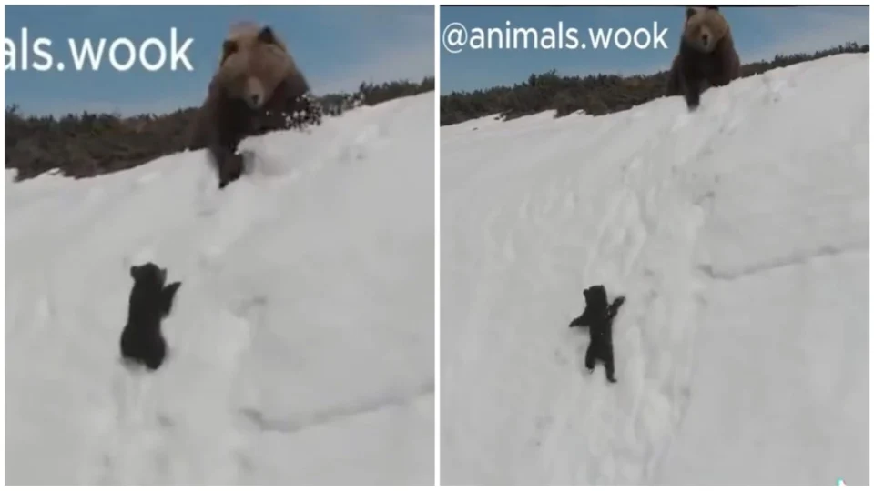 VÍDEO: piloto de drone assusta ursa e filhote quase despenca de montanha