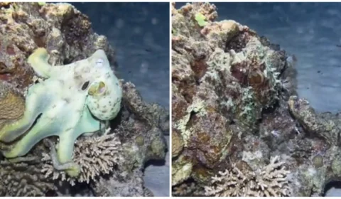 VÍDEO: polvo surpreende internautas com sua habilidade de camuflagem