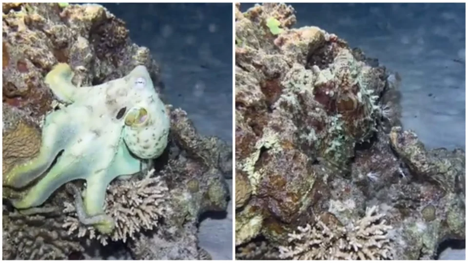 VÍDEO: polvo surpreende internautas com sua habilidade de camuflagem
