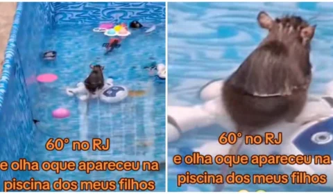 VÍDEO: ratos invadem piscina de família no RJ e registro viraliza