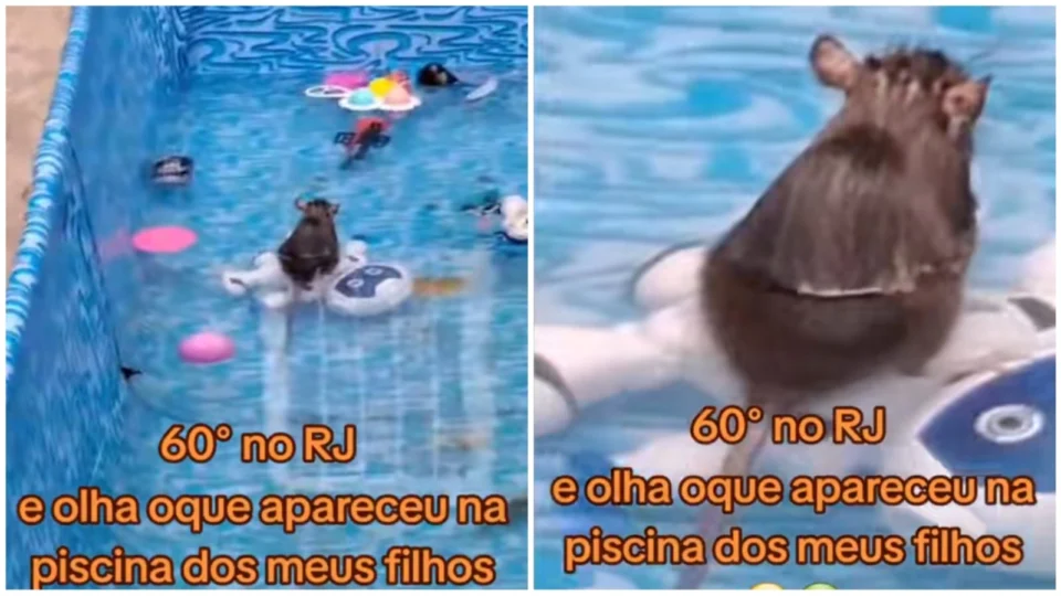 VÍDEO: ratos invadem piscina de família no RJ e registro viraliza