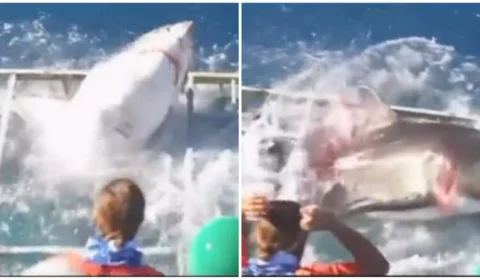 VÍDEO: tubarão-branco invade gaiola de mergulhador no México; veja