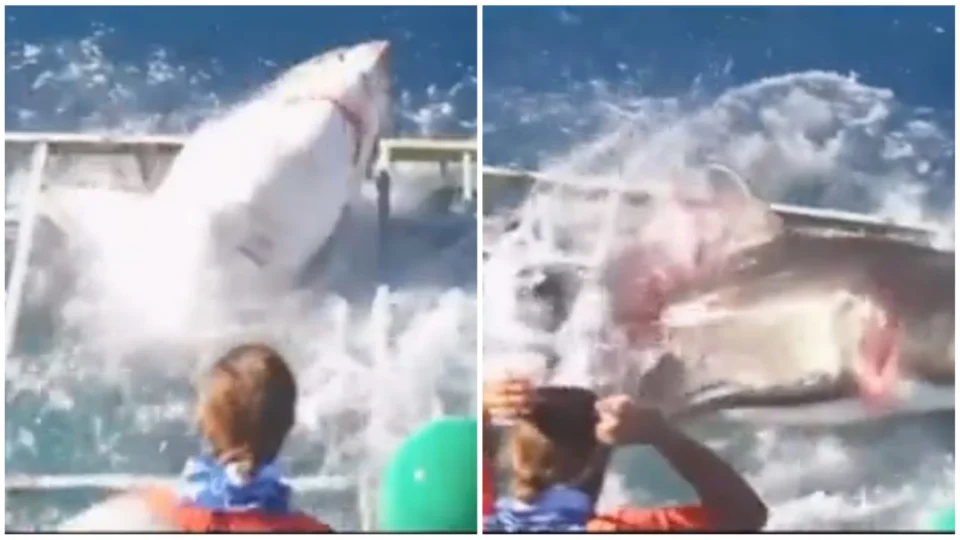 VÍDEO: tubarão-branco invade gaiola de mergulhador no México; veja