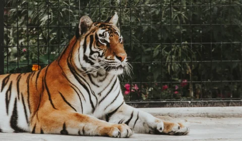 Homem é encontrado morto na jaula dos tigres em zoológico do Paquistão