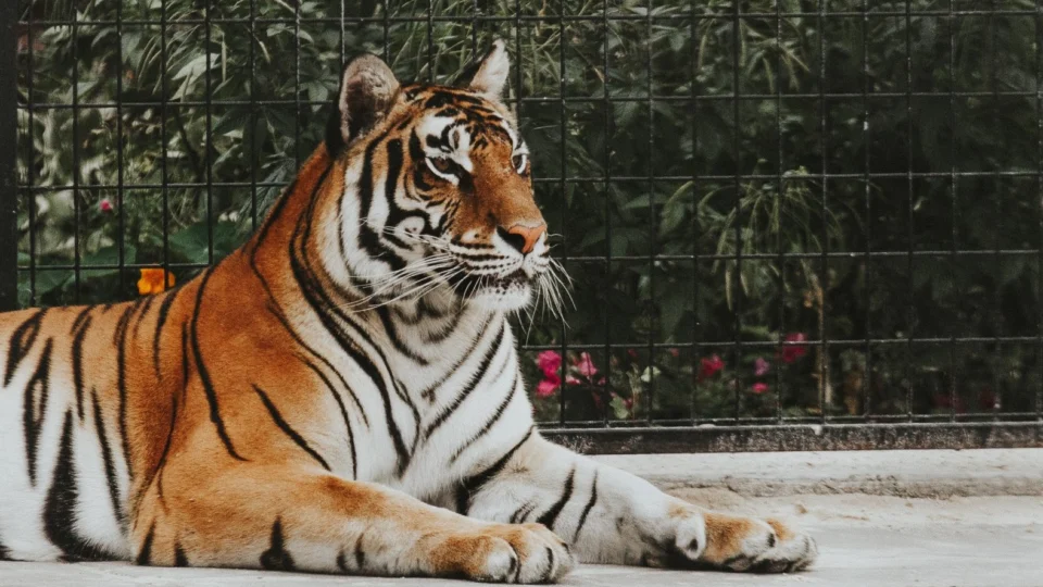 Homem é encontrado morto na jaula dos tigres em zoológico do Paquistão