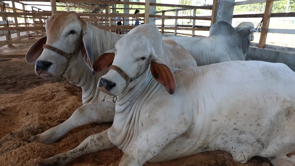 Pecuaristas de 13 cidades do AM devem declarar rebanho até sexta-feira, 15