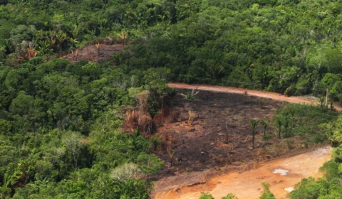 COP28: BNDES lança edital de R$ 450 milhões para reflorestamento da Amazônia