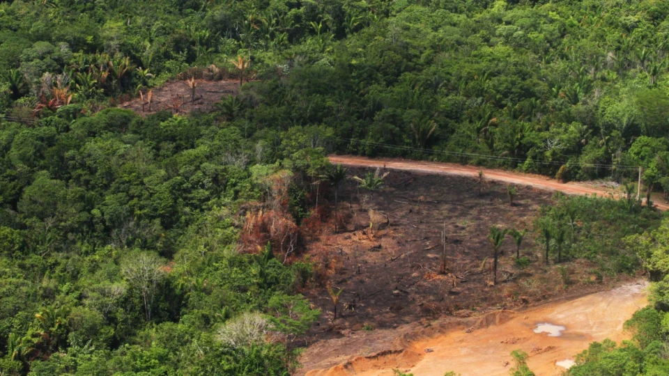 COP28: BNDES lança edital de R$ 450 milhões para reflorestamento da Amazônia