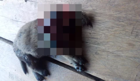 Homem é preso por matar filhote de cachorro degolado no interior do Acre