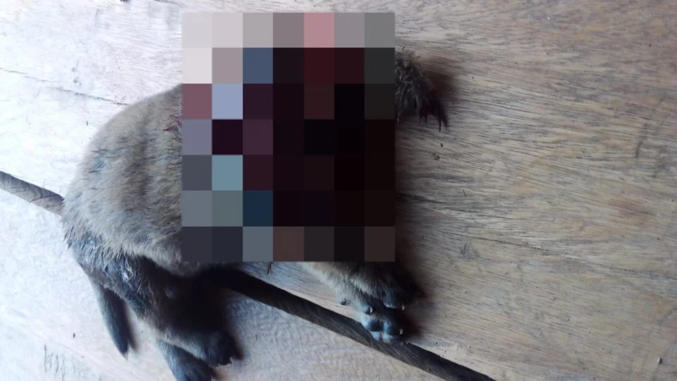 Homem é preso por matar filhote de cachorro degolado no interior do Acre