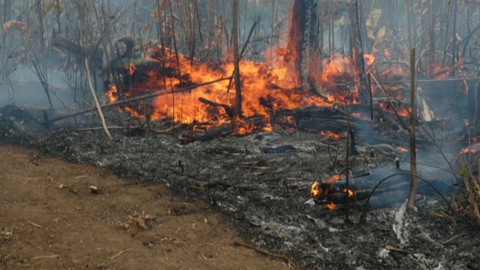 STF julga ações que pedem medidas contra queimadas no Pantanal e na Amazônia