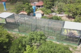 Ibama devolve à natureza 63 aves silvestres em PE