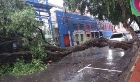 VÍDEO: queda de árvore é registrada durante chuva no Centro de Manaus