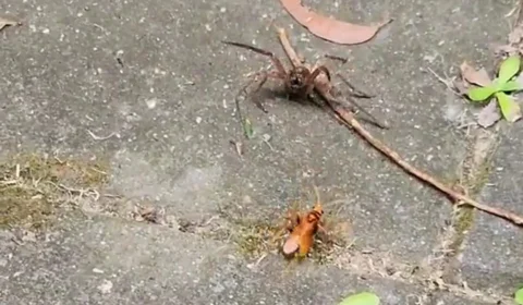 VÍDEO: flagrante de ‘luta’ entre aranha gigante e vespa viraliza na Internet