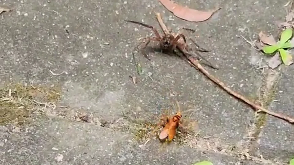 VÍDEO: flagrante de ‘luta’ entre aranha gigante e vespa viraliza na Internet