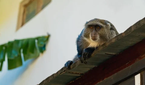 Gangue de macacos persegue criança de 6 anos e a joga do telhado da própria casa