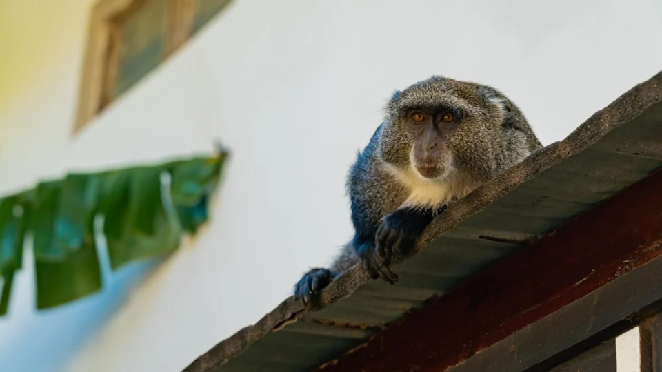 Gangue de macacos persegue criança de 6 anos e a joga do telhado da própria casa