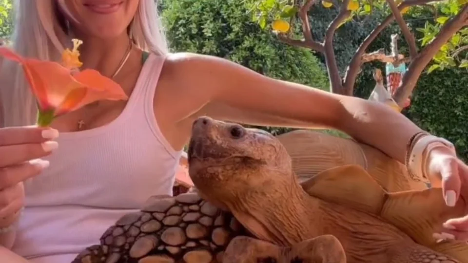 Conheça a tartaruga de 80 kg que tem milhões de seguidores nas redes sociais