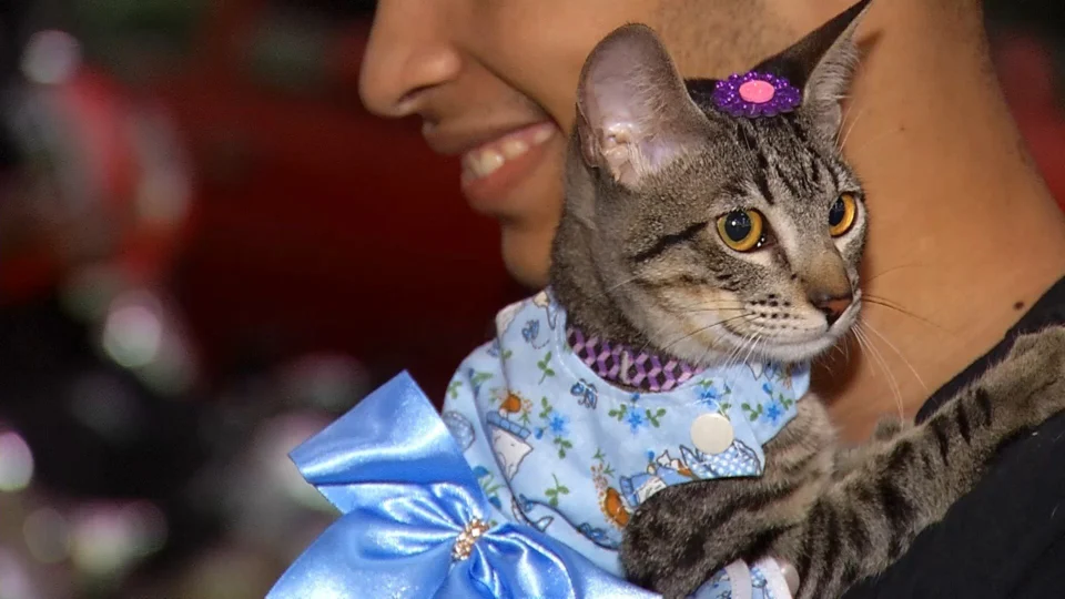 VÍDEO: desfile de bichinhos acontece na primeira edição no Natal Pet em Manaus