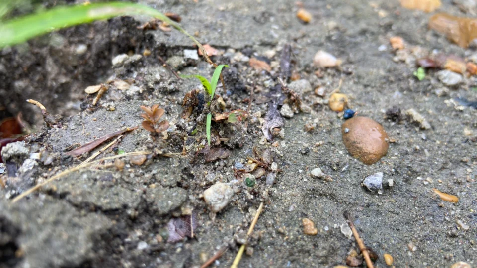 Alerta de deslizamentos de terra em Manaus é emitido pela Defesa Civil do AM