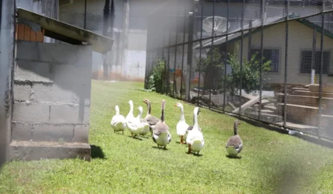 Gansos são usados para vigiar detentos em presídio de segurança máxima em SC