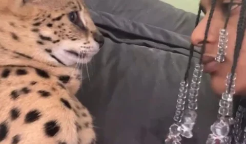 VÍDEO: rapper Oruam é ‘atacado’ por felino de estimação avaliado em R$ 120 mil