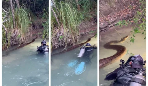 VÍDEO: fotógrafo Eli Martinez nada com ‘anaconda verde’ em Bonito-MS