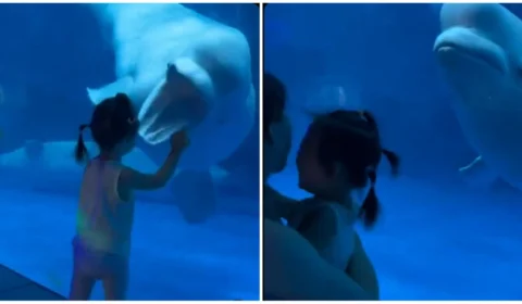 VÍDEO: beluga assustando criança volta a viralizar; entenda comportamento