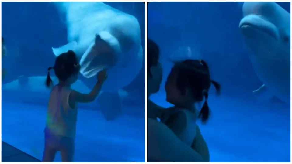VÍDEO: beluga assustando criança volta a viralizar; entenda comportamento