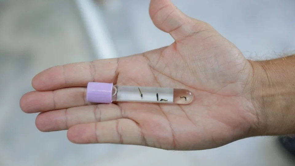 DF decreta estado de emergência para enfrentamento da dengue