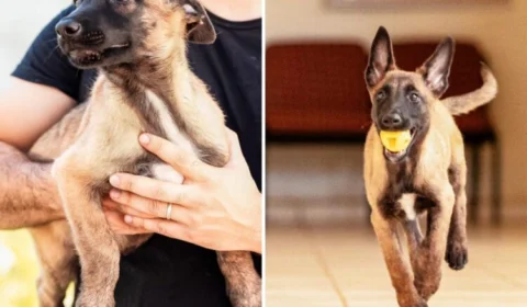 População escolhe nomes para cães da Polícia Civil do Acre