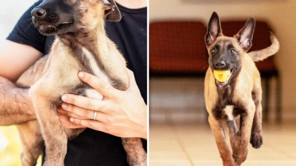 População escolhe nomes para cães da Polícia Civil do Acre