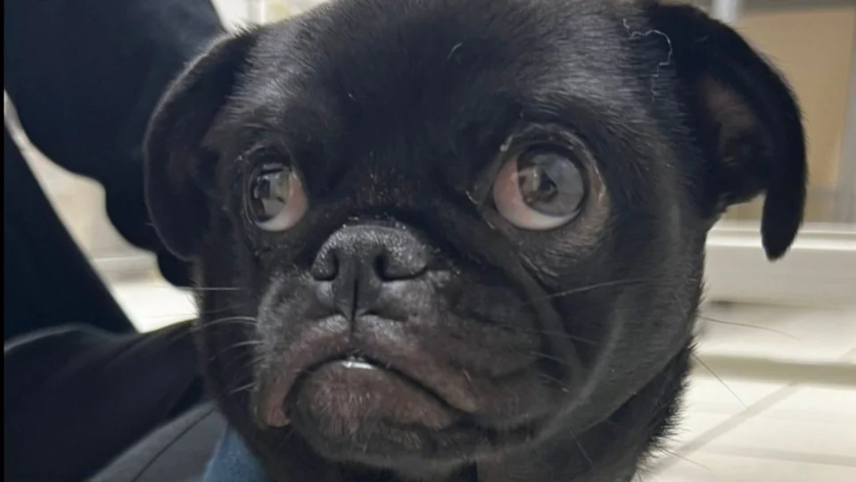 Cadela é operada depois de engolir 60 elásticos de cabelo