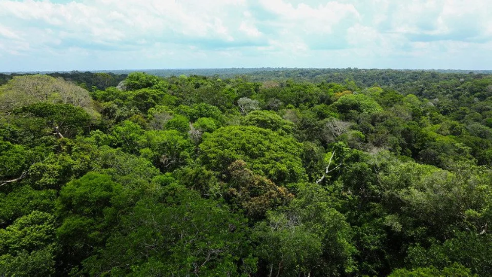 Amazonas reduz 65% dos alertas de desmatamento e 7,6% nos focos de calor, em 2023