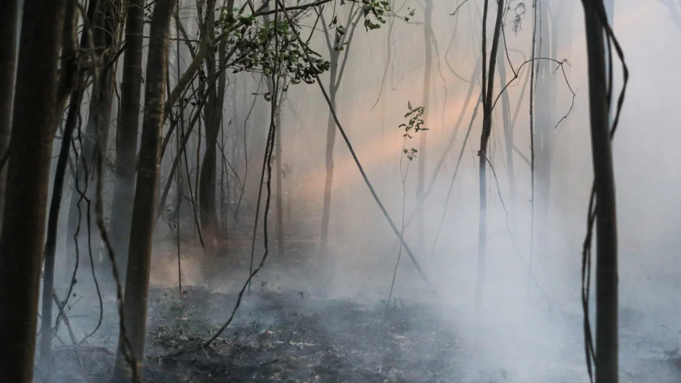 Amazonas tem aumento de 180% em queimadas comparado a 2023