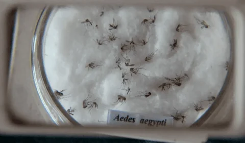 Brasil tem recorde de mortes por dengue em 2023