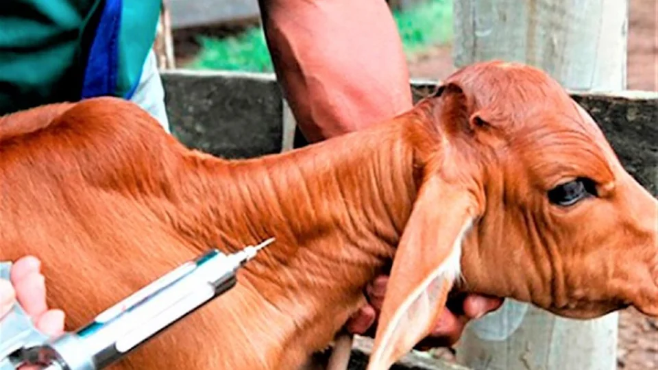 Vacinação contra brucelose segue até 31 de maio em todo AM