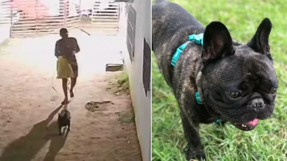 Buldogue francês é encontrado morto e polícia revela o que aconteceu