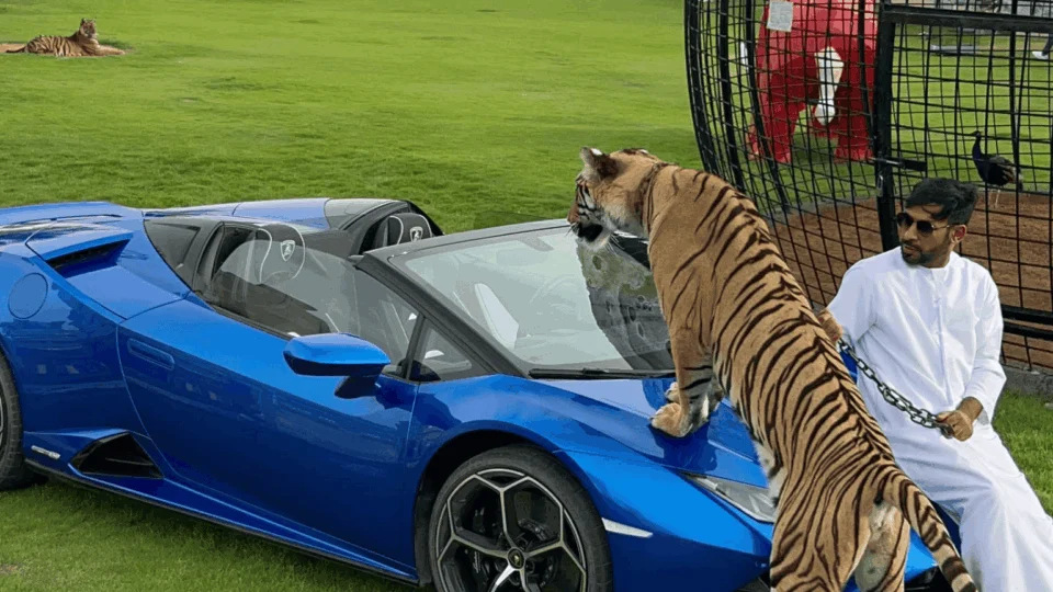 Irmãos viralizam nas redes sociais criando animais selvagens em casa; veja vídeos