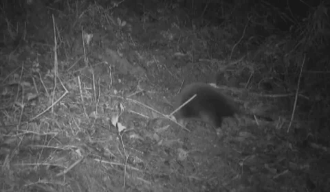 Mamífero da época dos dinossauros é encontrado por cientistas passeando em floresta