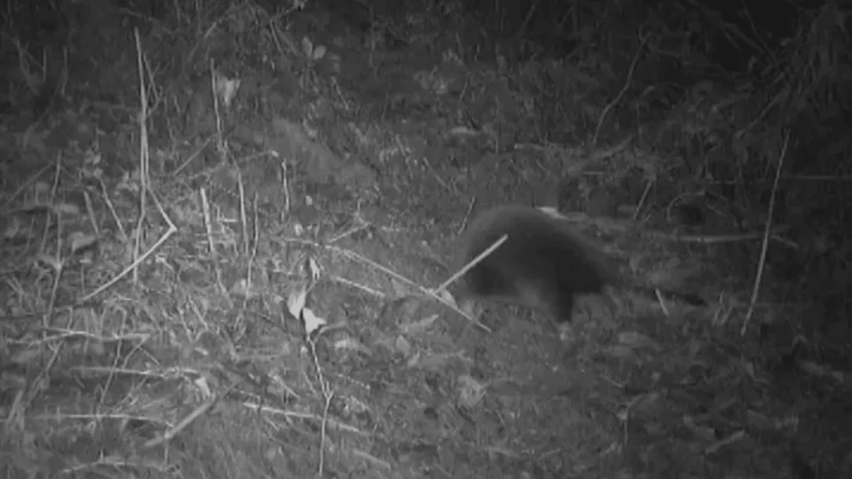 Mamífero da época dos dinossauros é encontrado por cientistas passeando em floresta