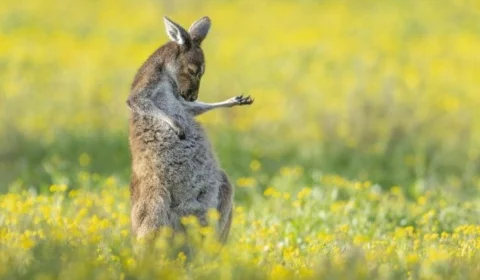 Canguru “guitarrista” vence concurso de fotos; veja imagens