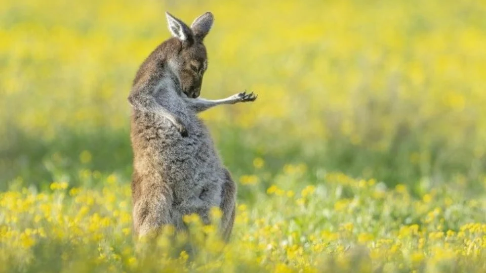 Canguru “guitarrista” vence concurso de fotos; veja imagens