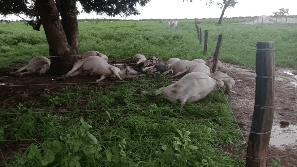 Cerca de 11 vacas morrem após serem atingidas por raio no TO