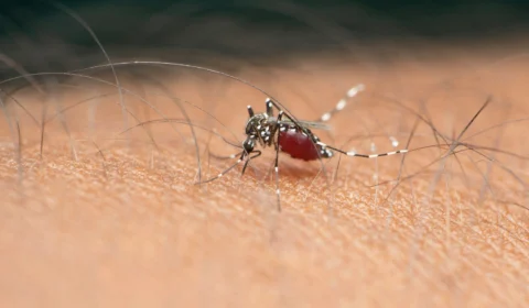 Brasil registra 1.079 óbitos e bate recorde de mortes por dengue em 2023