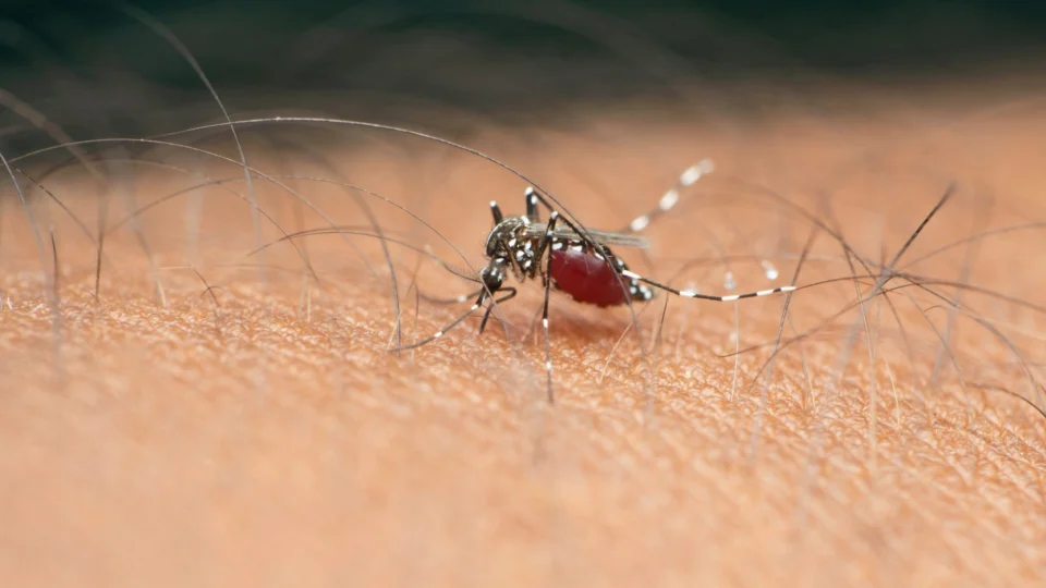 Brasil registra 1.079 óbitos e bate recorde de mortes por dengue em 2023