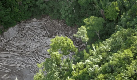 Desmatamento em áreas protegidas da Amazônia tem queda de 73%