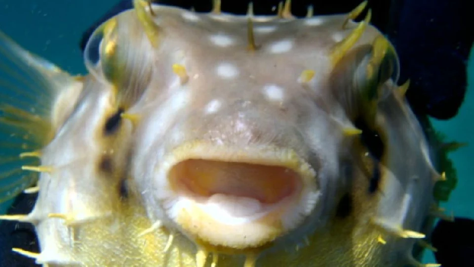 Morte por intoxicação de peixe baiacu é investigada no ES