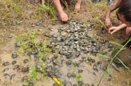 Filhotes de quelônios são devolvidos à natureza em RDS no AM